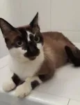 Rodolfo