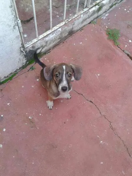 Cachorro raça Sem raça definida idade 2 a 6 meses nome Lola