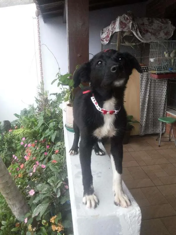 Cachorro ra a Indefinida idade 2 a 6 meses nome Sem Nome