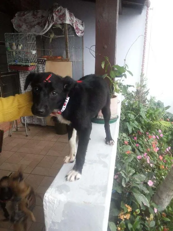 Cachorro ra a Indefinida idade 2 a 6 meses nome Sem Nome