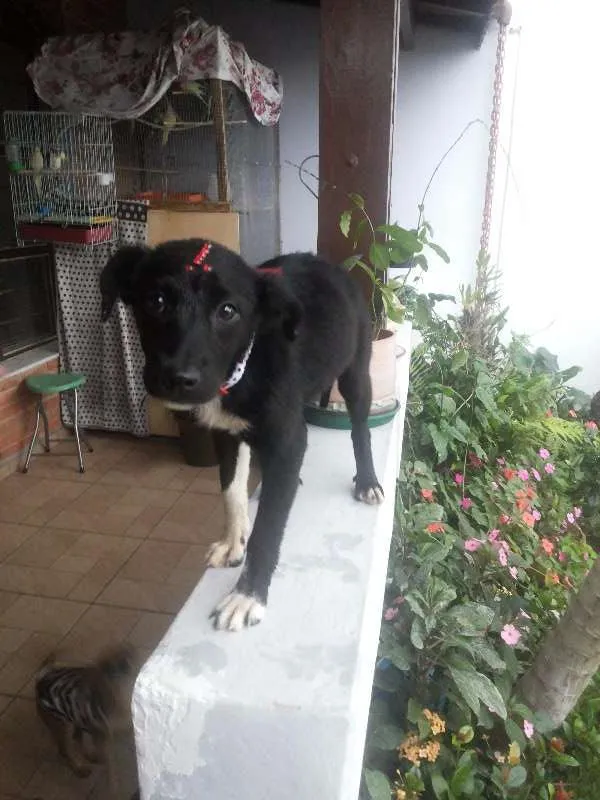 Cachorro ra a Indefinida idade 2 a 6 meses nome Sem Nome