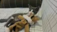 Olindinha