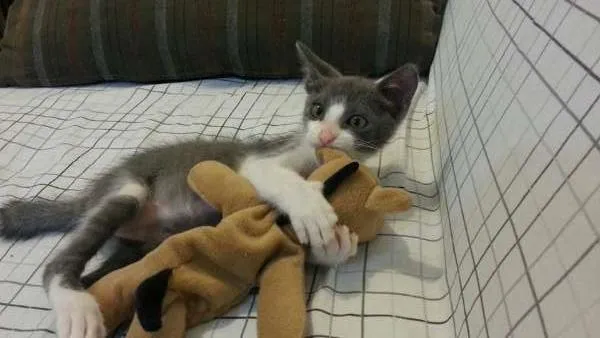 Gato ra a  idade Abaixo de 2 meses nome Olindinha