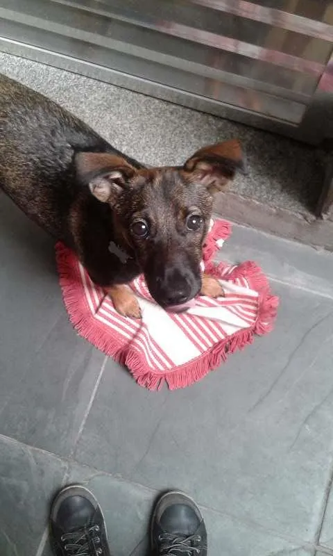 Cachorro ra a vira lata + Bassê idade 2 a 6 meses nome Susy