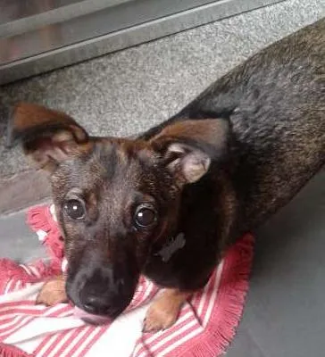 Cachorro ra a vira lata + Bassê idade 2 a 6 meses nome Susy