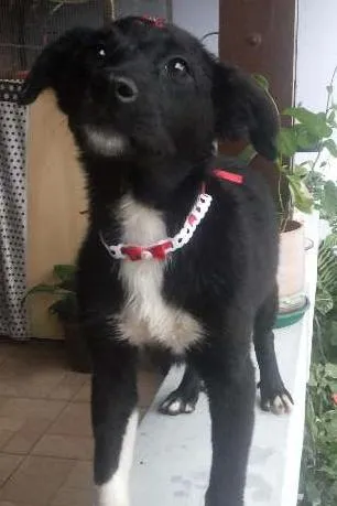Cachorro ra a Indefinida idade 2 a 6 meses nome Sem Nome