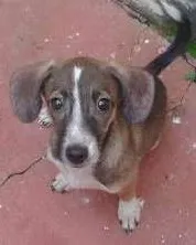 Cachorro raça Sem raça definida idade 2 a 6 meses nome Lola