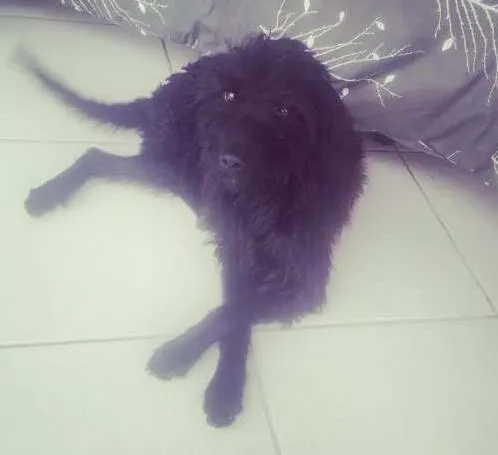 Cachorro ra a desconhecida idade 2 anos nome Cafe