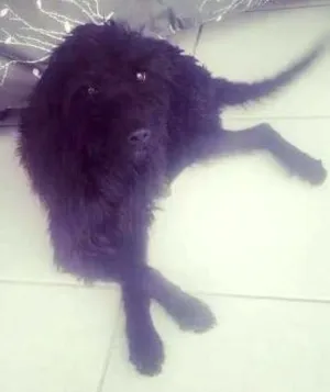 Cachorro raça desconhecida idade 2 anos nome Cafe