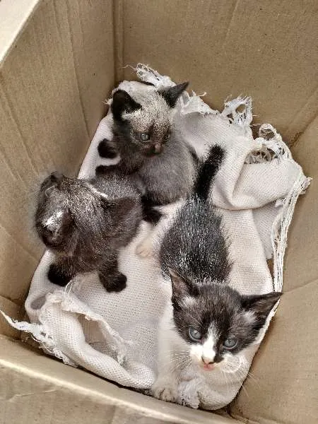Gato ra a SRD idade Abaixo de 2 meses nome Luna