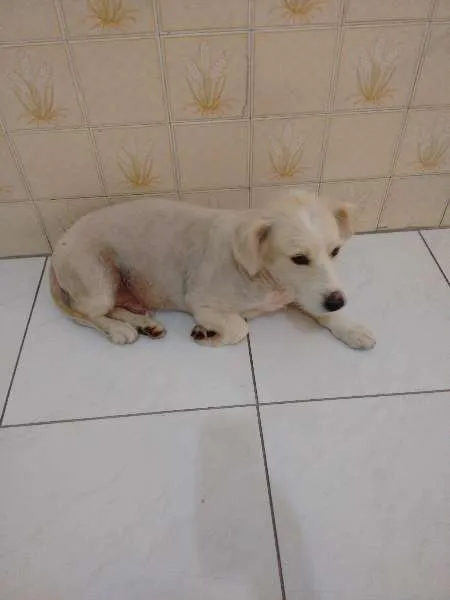 Cachorro ra a SRD idade 4 anos nome Aslan