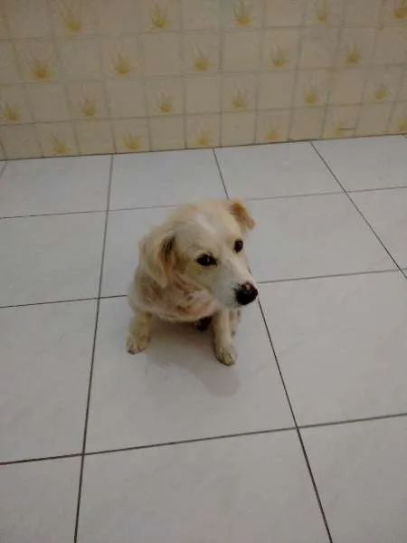 Cachorro ra a SRD idade 4 anos nome Aslan