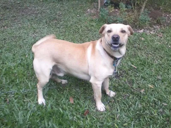 Cachorro raça mestiço labrador idade 2 anos nome murdock
