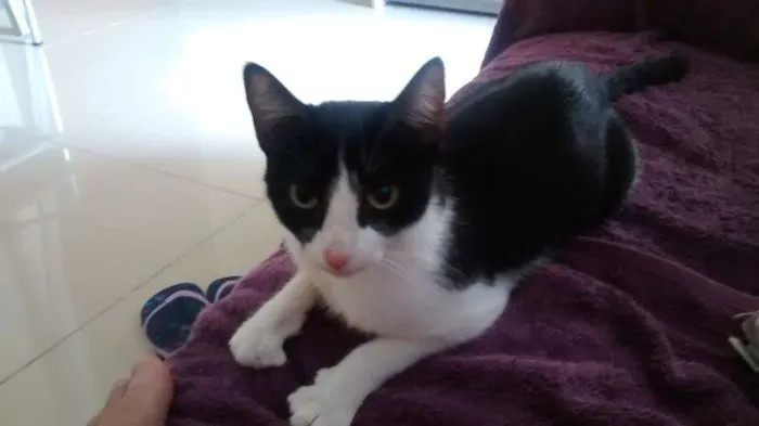 Gato raça SRD idade 2 a 6 meses nome BELLINHA
