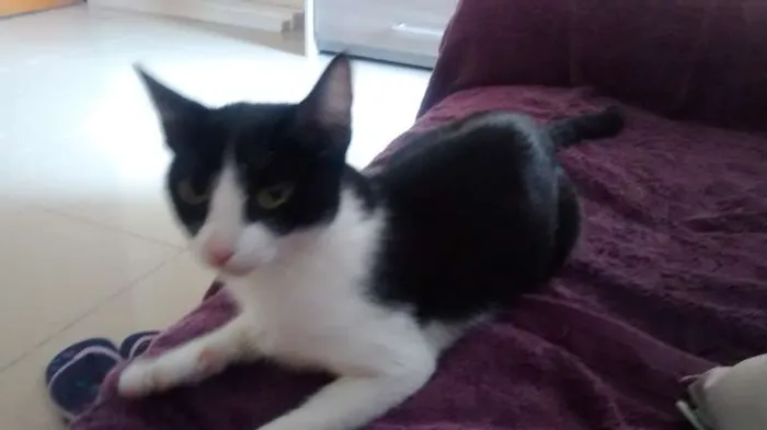 Gato raça SRD idade 2 a 6 meses nome BELLINHA