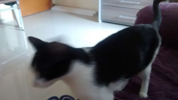 Gato raça SRD idade 2 a 6 meses nome BELLINHA