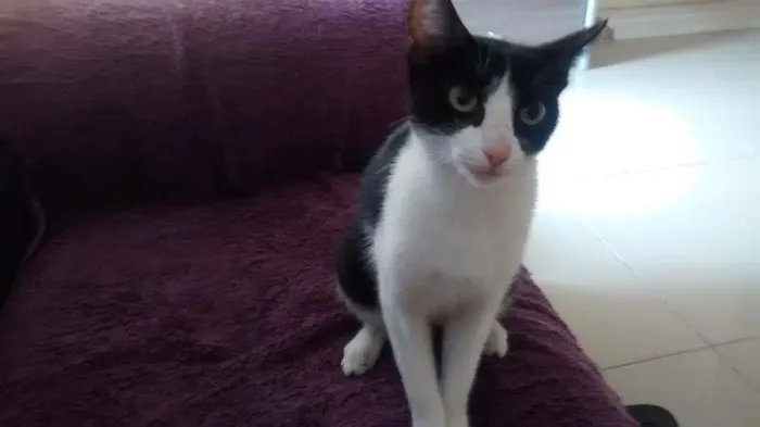 Gato raça SRD idade 2 a 6 meses nome BELLINHA