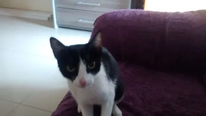 Gato raça SRD idade 2 a 6 meses nome BELLINHA