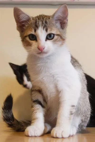 Gato ra a SRD idade 2 a 6 meses nome FILHOTES