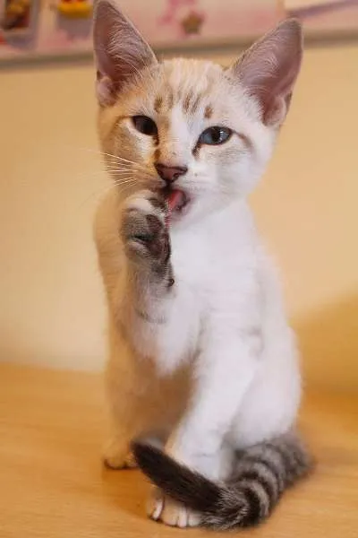 Gato ra a SRD idade 2 a 6 meses nome FILHOTES