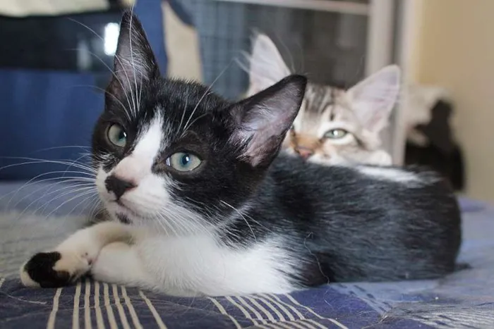 Gato ra a SRD idade 2 a 6 meses nome FILHOTES