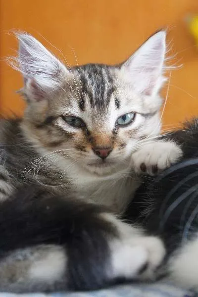 Gato ra a SRD idade 2 a 6 meses nome FILHOTES