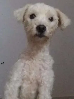 Cachorro ra a Poodle idade 1 ano nome Hanna