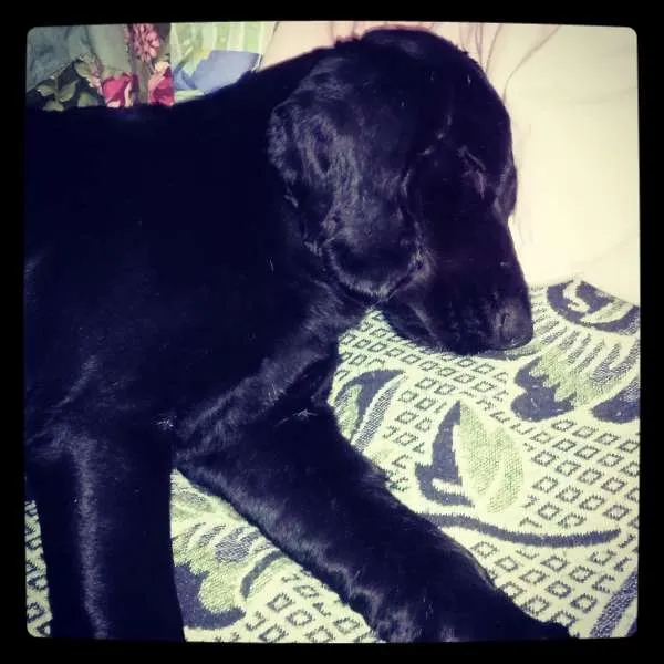 Cachorro ra a Cocker idade 2 anos nome Ted