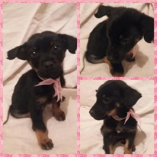 Cachorro ra a SRD idade Abaixo de 2 meses nome Pretinha