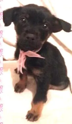 Cachorro raça SRD idade Abaixo de 2 meses nome Pretinha