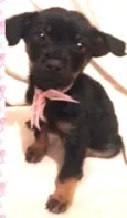 Pretinha