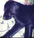 Ted