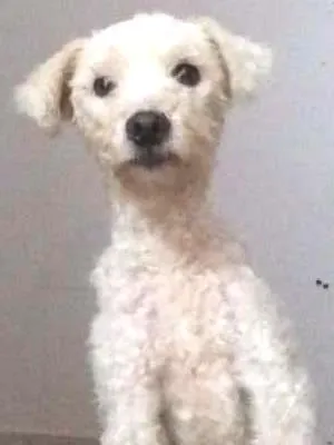 Cachorro raça Poodle idade 1 ano nome Hanna