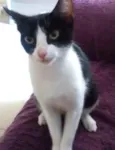 BELLINHA