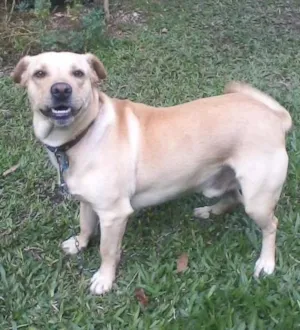 Cachorro raça mestiço labrador idade 2 anos nome murdock