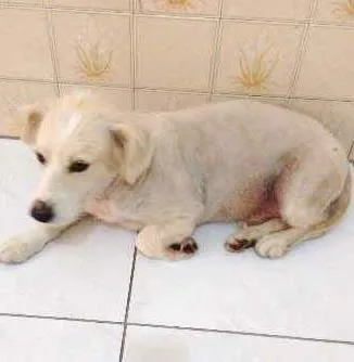 Cachorro ra a SRD idade 4 anos nome Aslan