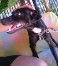 Preta
