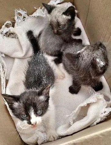 Gato ra a SRD idade Abaixo de 2 meses nome Luna