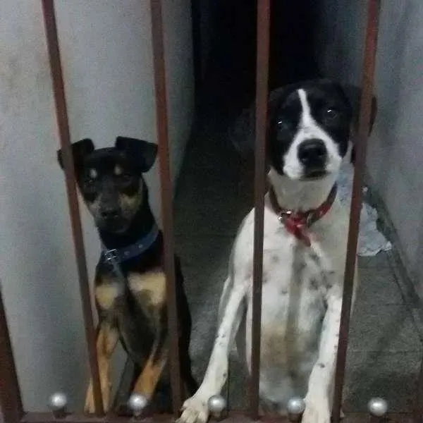 Cachorro ra a Vira Lata  idade 1 ano nome Sem nomes