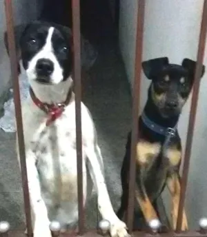 Cachorro raça Vira Lata  idade 1 ano nome Sem nomes