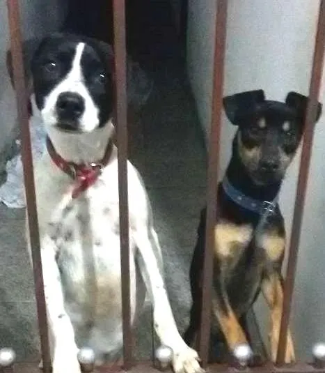 Cachorro ra a Vira Lata  idade 1 ano nome Sem nomes