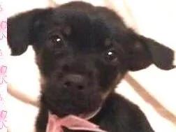 Cachorro ra a SRD idade Abaixo de 2 meses nome Pretinha