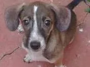 Cachorro raça Sem raça definida idade 2 a 6 meses nome Lola