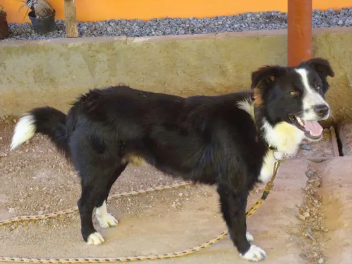 Cachorro raça collie idade 7 a 11 meses nome rex