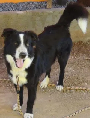 Cachorro raça collie idade 7 a 11 meses nome rex