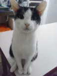 Snarf