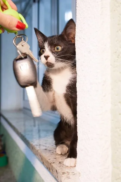 Gato ra a Sem raca idade 2 a 6 meses nome Sem nome
