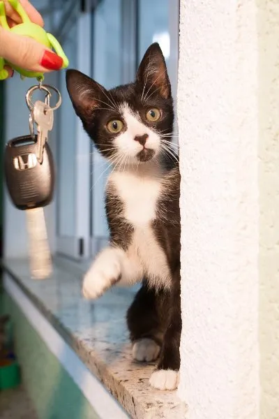 Gato ra a Sem raca idade 2 a 6 meses nome Sem nome