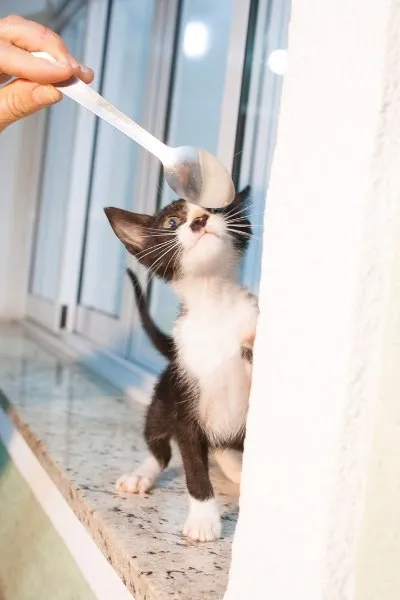Gato ra a Sem raca idade 2 a 6 meses nome Sem nome