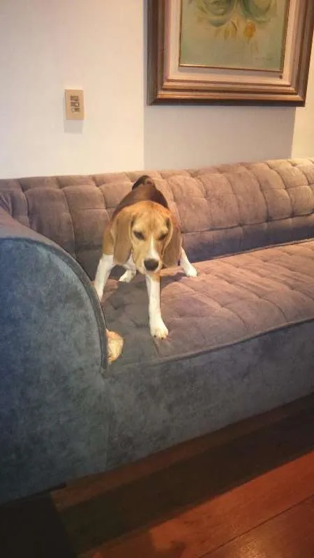 Cachorro raça Beagle  idade 7 a 11 meses nome Kiko